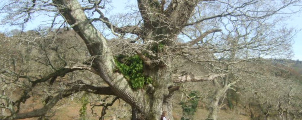 Ancient Tree Safari at the Boconnoc Estate