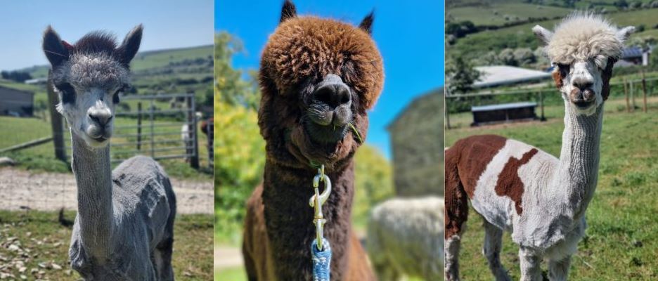 Photographs of three Alpacas one grey, one brown and one brown and white