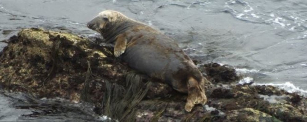 We Are of This Place – Septimus – Some Seal! – A talk about ‘Septimus’ the Grey Seal