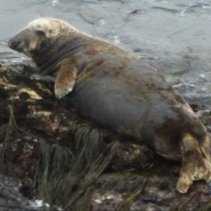 A photograph of Septimus the Seal. The Seal is laying on the rock.