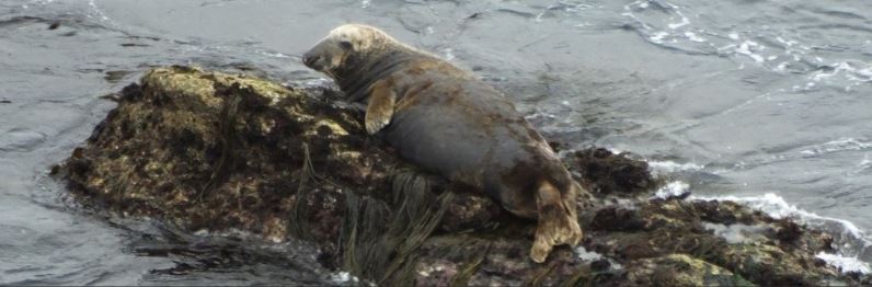 A photograph of Septimus the Seal. The Seal is laying on the rock.