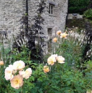 Roses and other white flowers