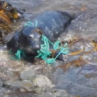 A photograph of a seal with some fishing wire caught on it