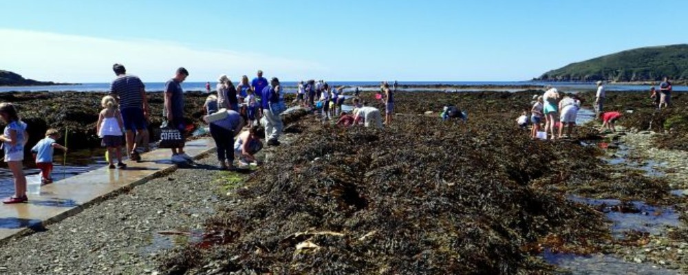 Easter Rockpool Ramble at Hannafore