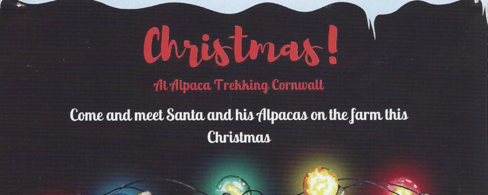 Christmas! at Alpaca Trekking Cornwall