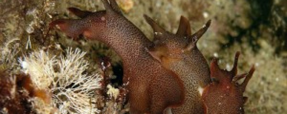 Autumn Rockpool Ramble – Hannafore, West Looe