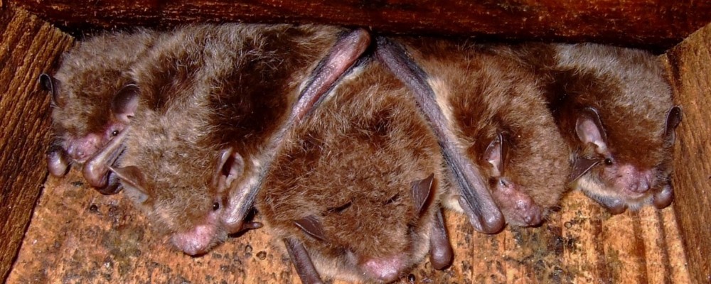 Batty about Bats- Siblyback Lake