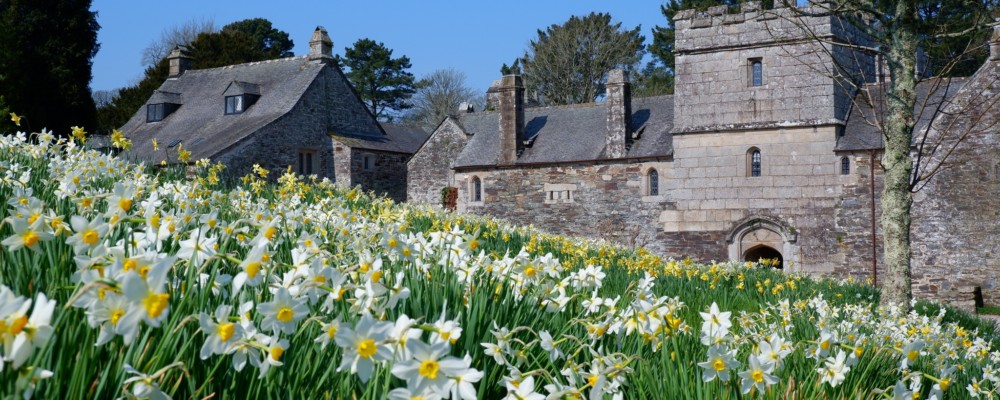 Daffodil Festival at Cotehele