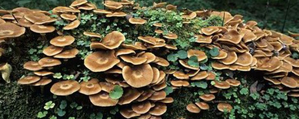 Riverside Fungi Walk