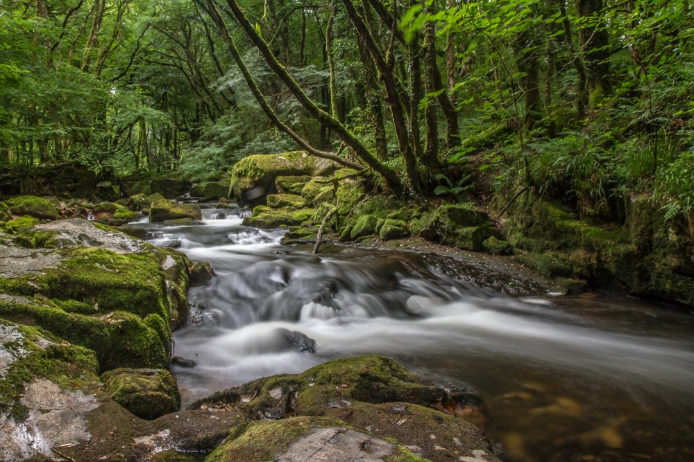 Golitha Falls 2 S Tolfrey