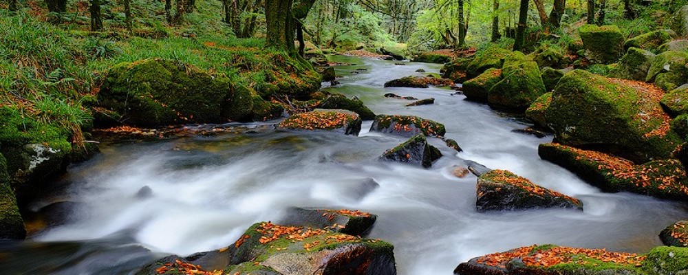 Golitha Falls & Colliford Lake Landscape Photography Workshop