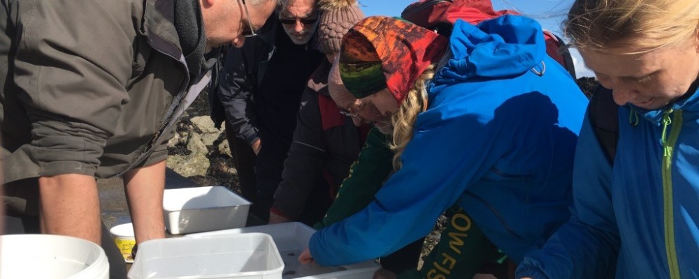 Intertidal Identification for Beginners