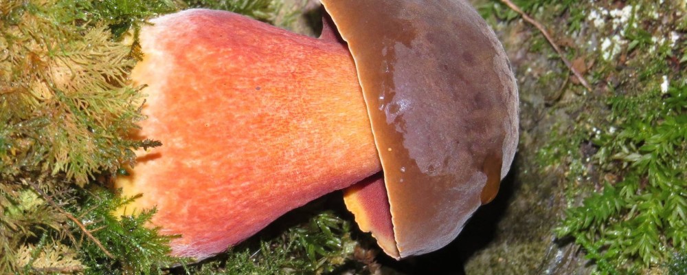 Focus on Fungi Walk – Looe
