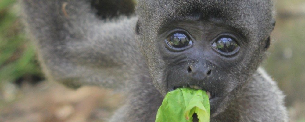 Half Term Opening at the Monkey Sanctuary