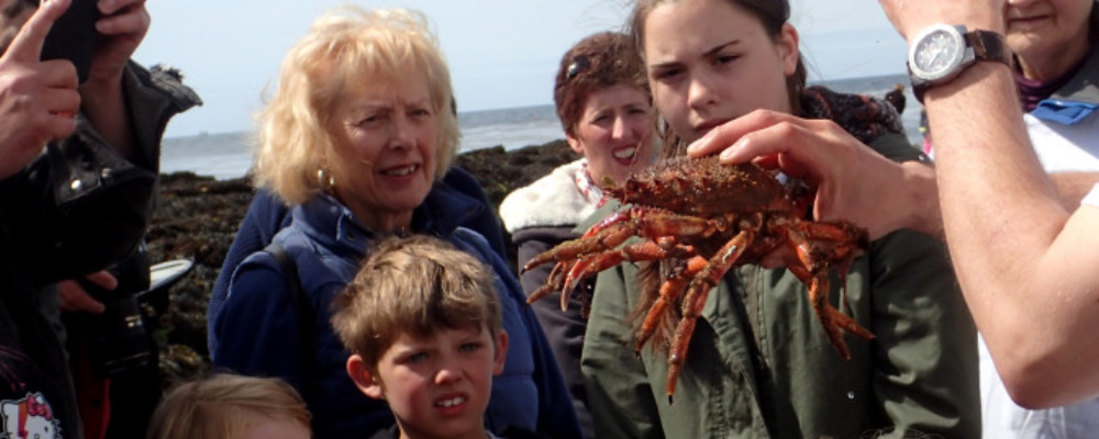 Looe’s Summer Rock Pool Ramble