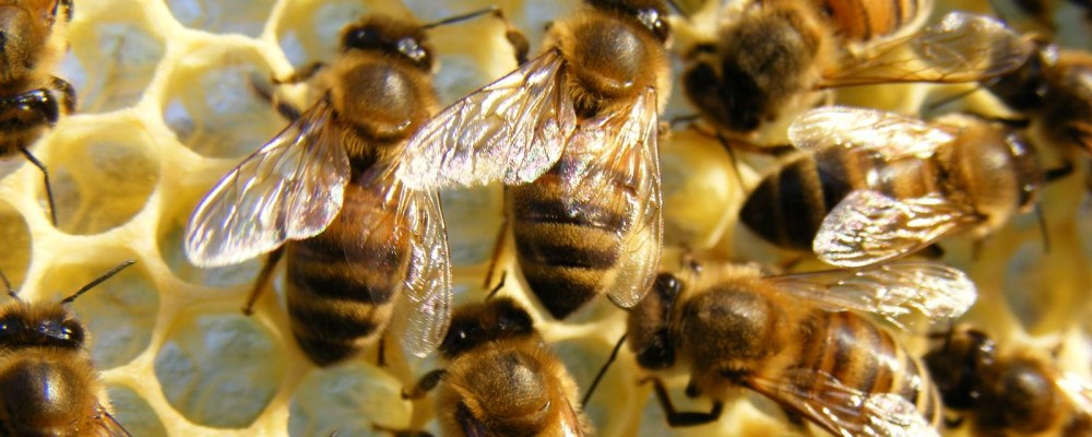 Meet The BeeKeeper – Antony House, Torpoint