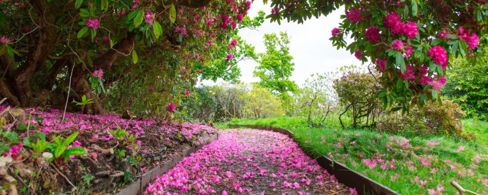 Pentillie Castle Gardens Open Days