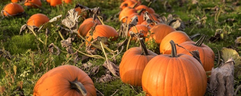 Pumpkin Patch