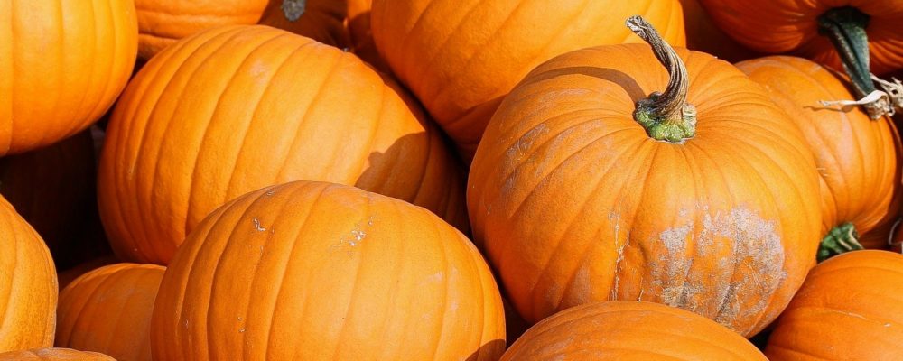 Halloween Pumpkin Patch