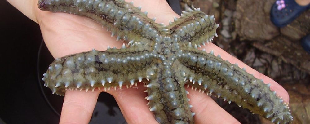 Easter Rockpool Ramble