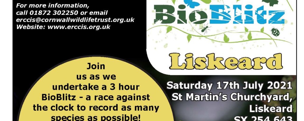 Bio Blitz at St Martin’s Churchyard