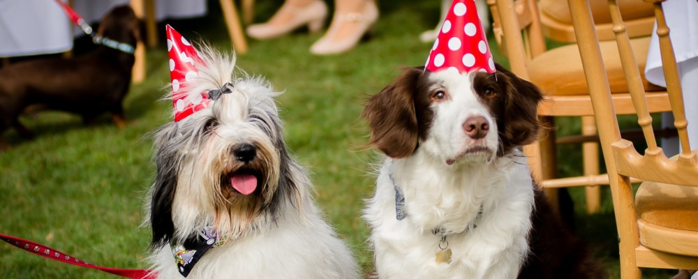 Wags Tea Party