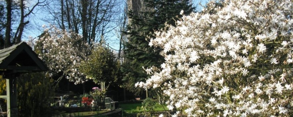 NGS Open Gardens – Callington