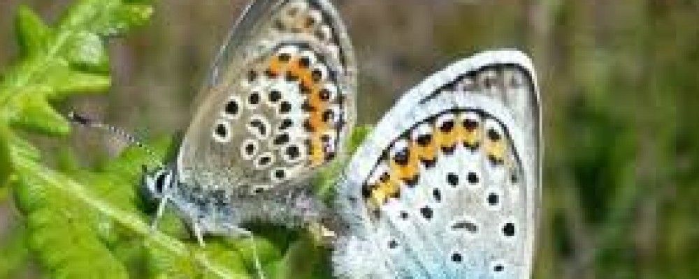 Butterflies at Churchtown Nature Reserve