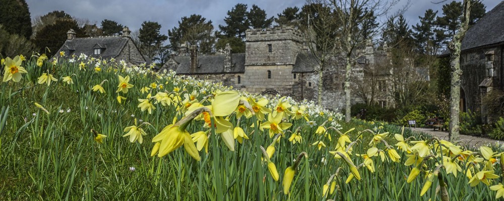 Cotehele Daffodil Walk