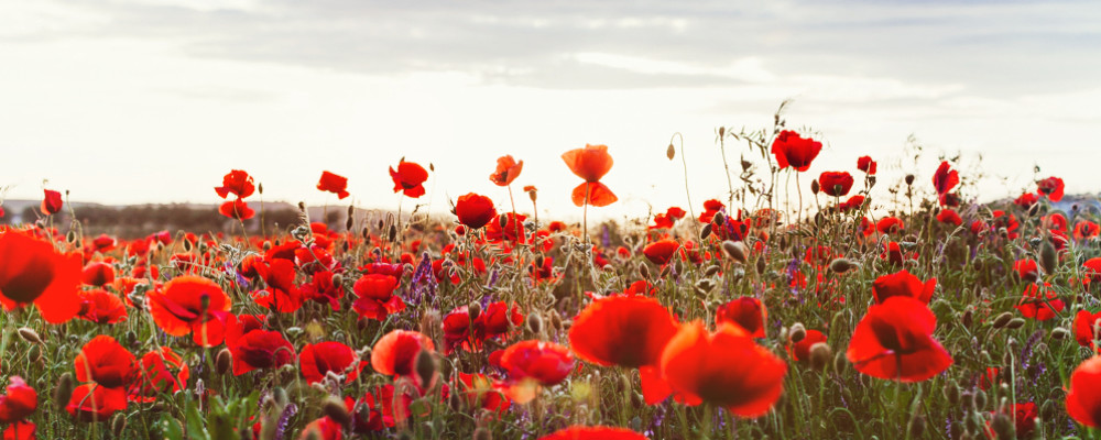 Remembrance Sunday 2018- Battle’s Over